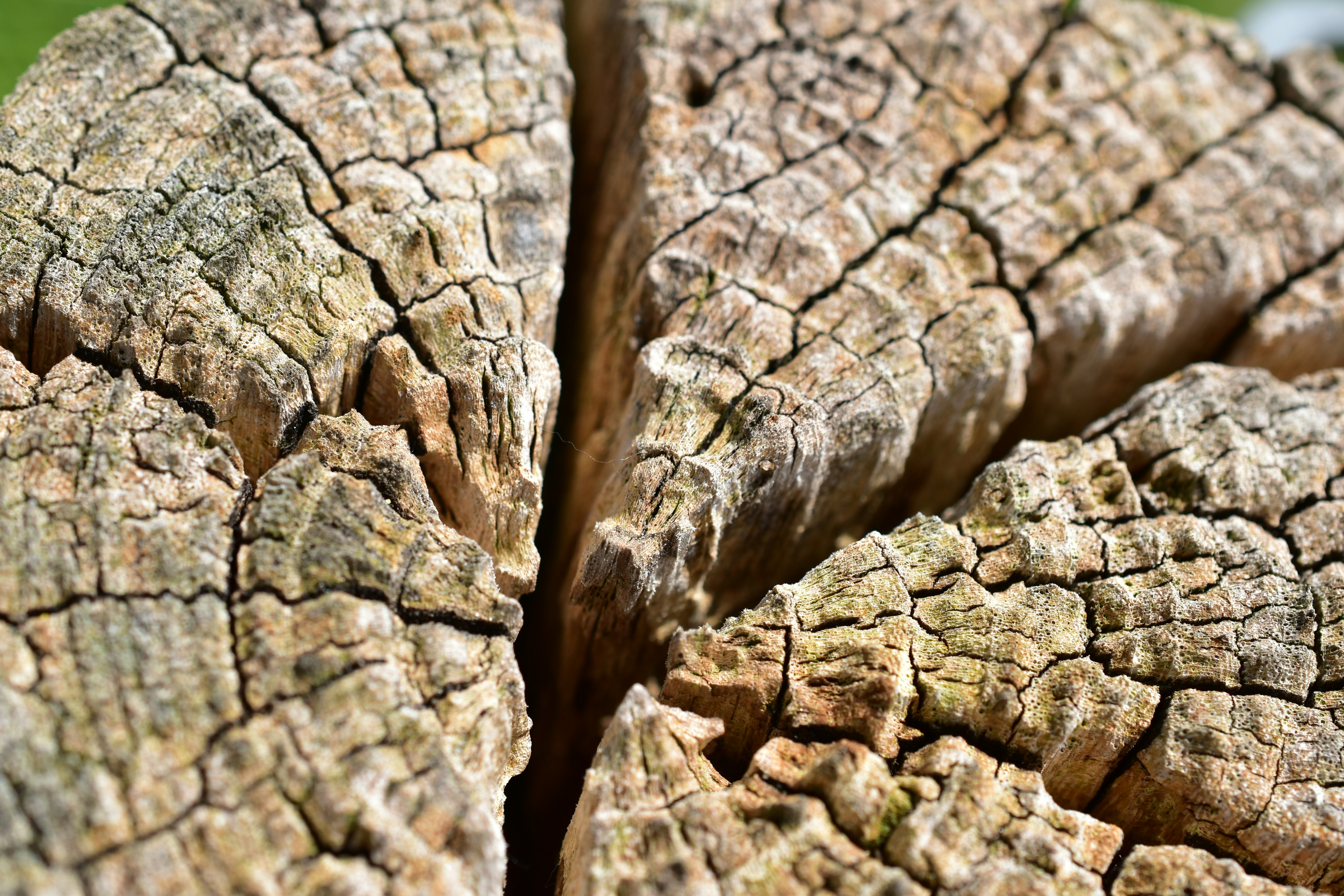 bois écologique et durable