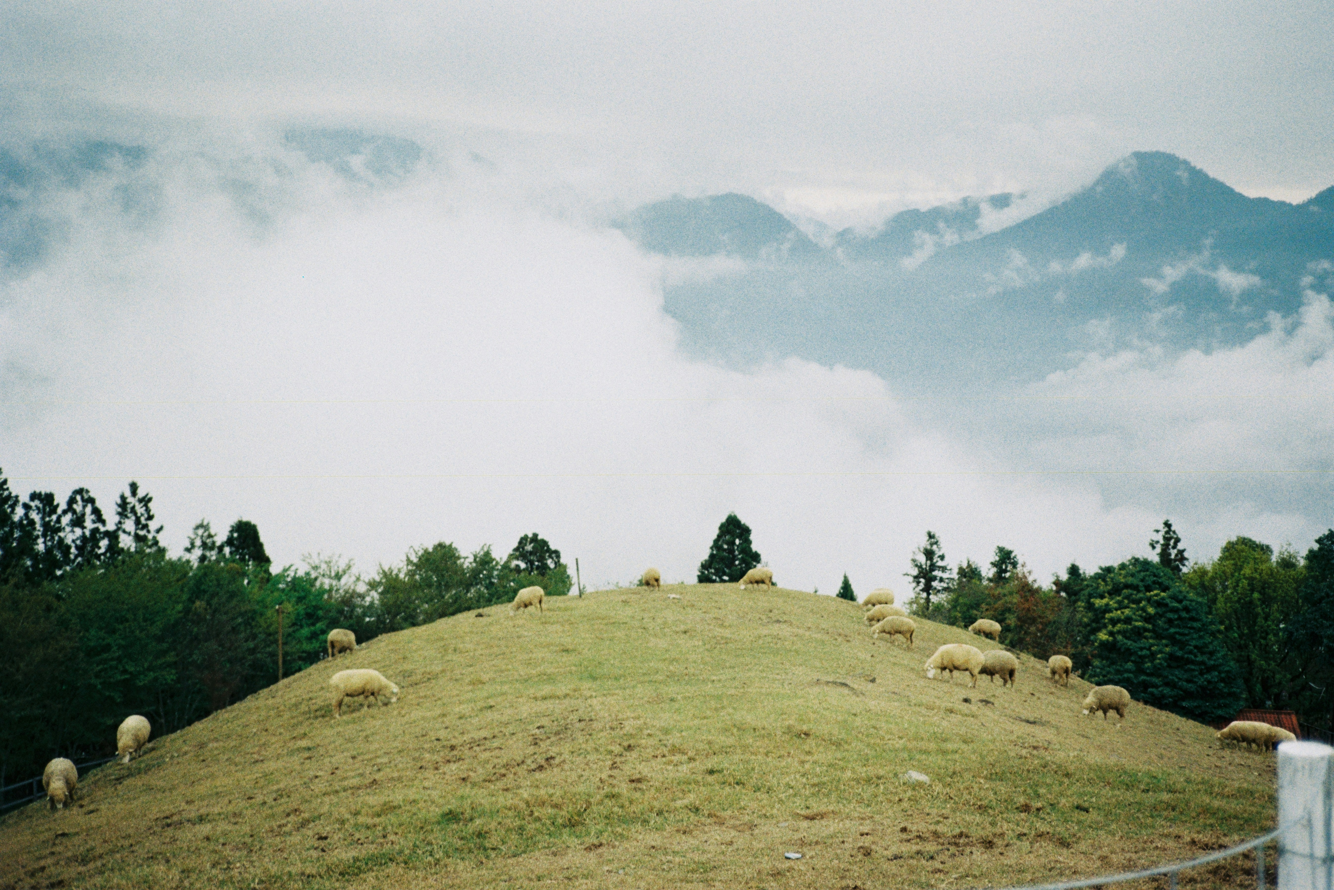 A herd of sheep grazing on a lush green hillside photo – Free Grey ...