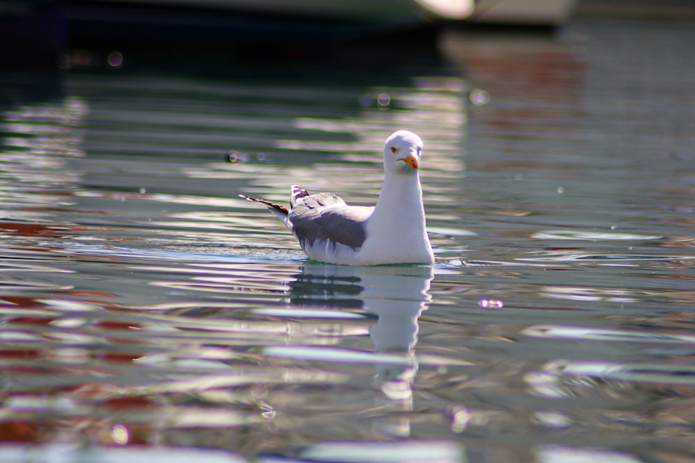 a seagull swimming in the water near a boat