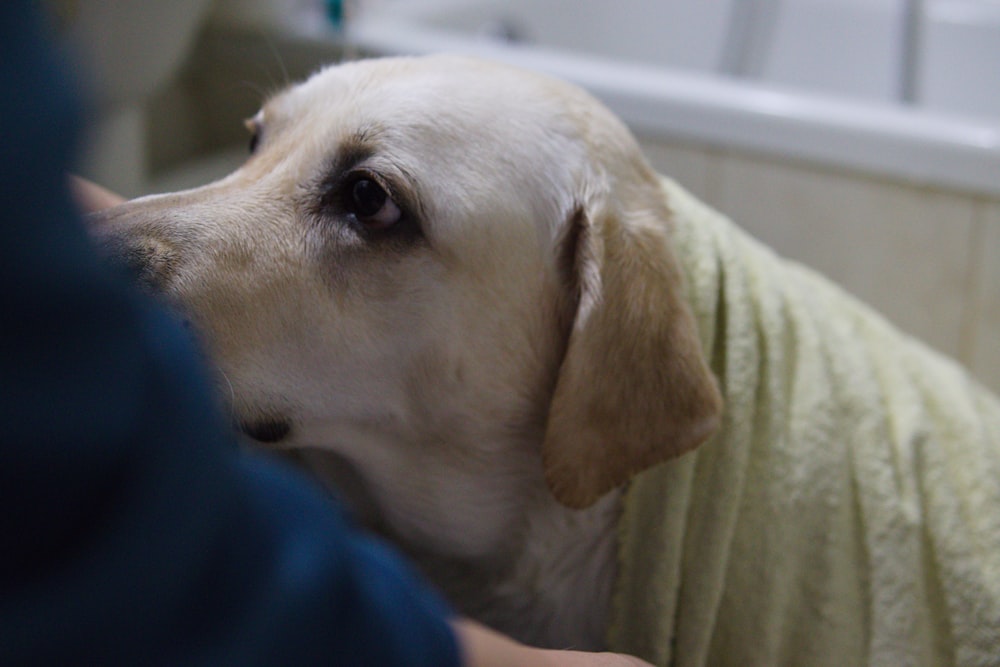 a close up of a dog wearing a towel