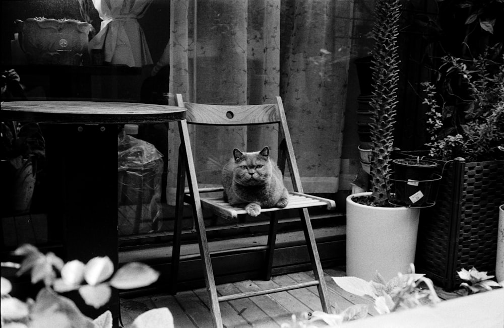 une photo en noir et blanc d’un chat assis sur une chaise