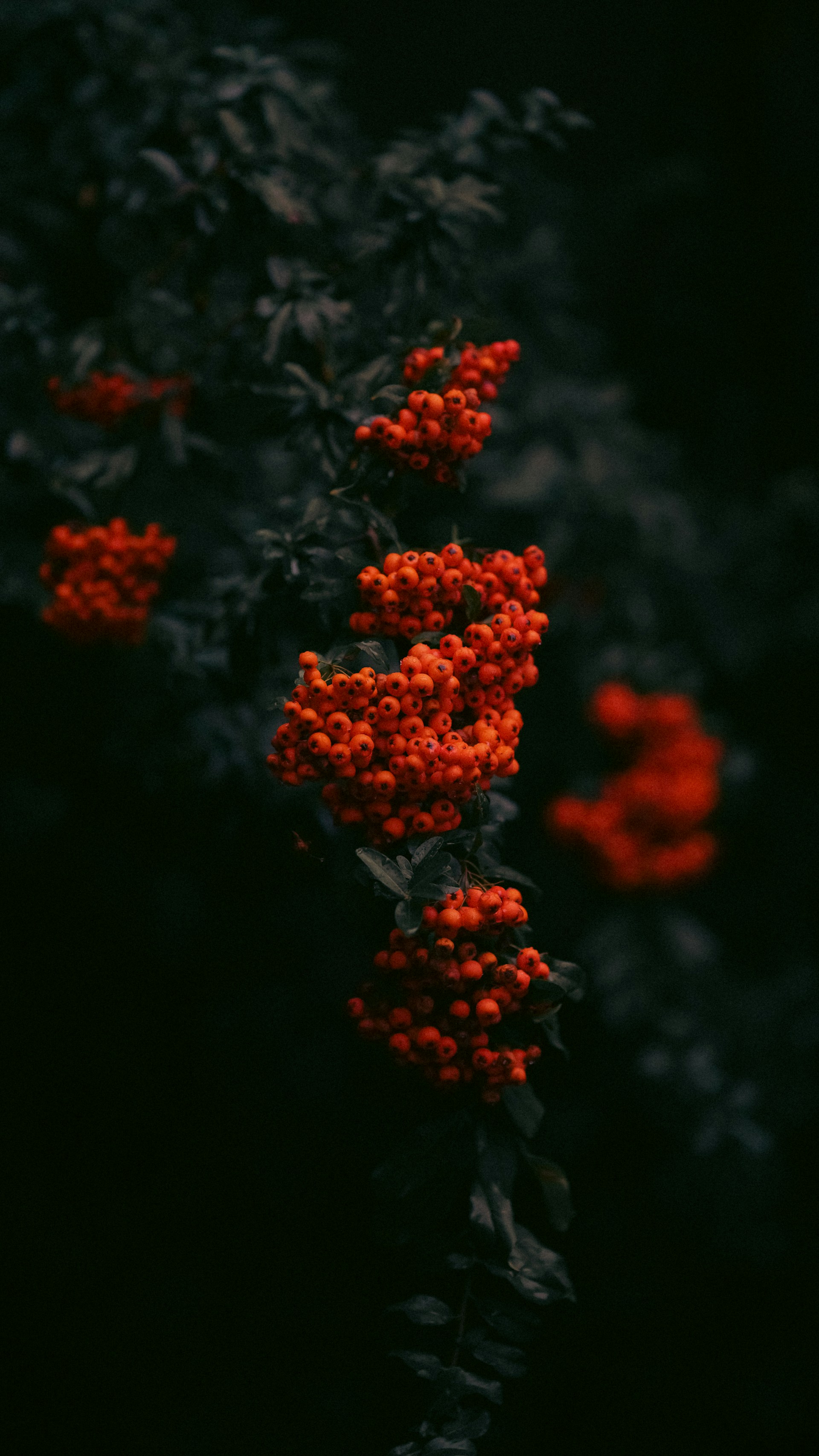 a bunch of red flowers that are on a tree