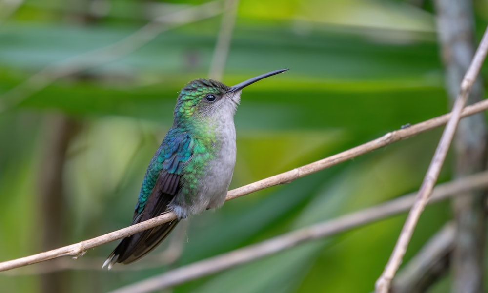 a small bird perched on a thin branch