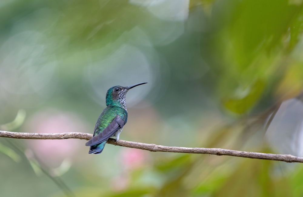 a hummingbird perched on a branch in a tree