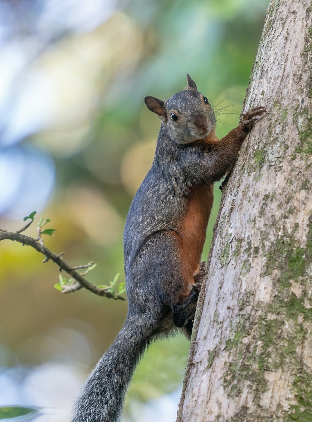 a squirrel climbing up the side of a tree