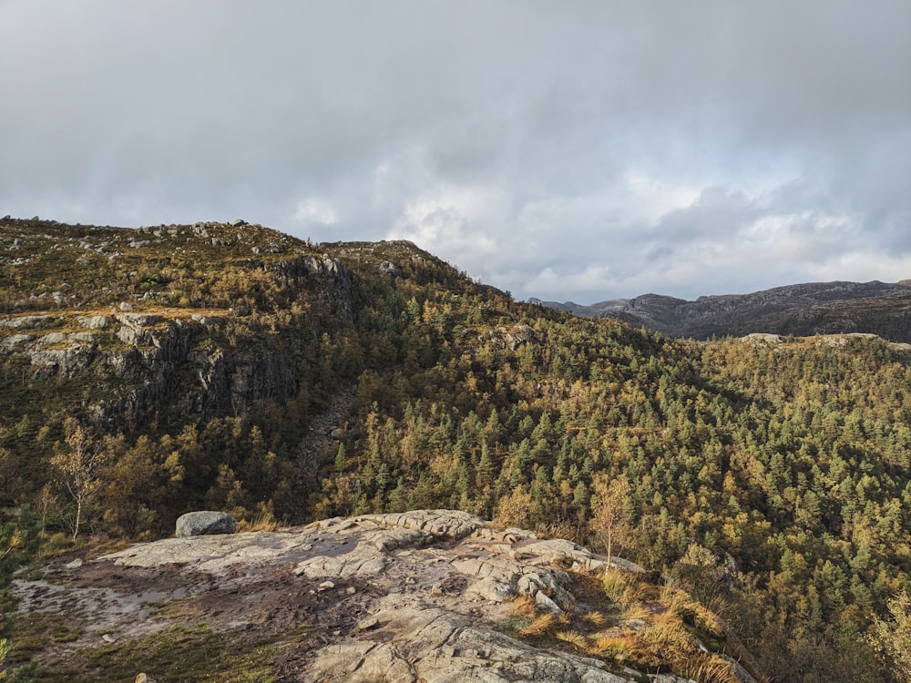 a view of a forest from a high point of view