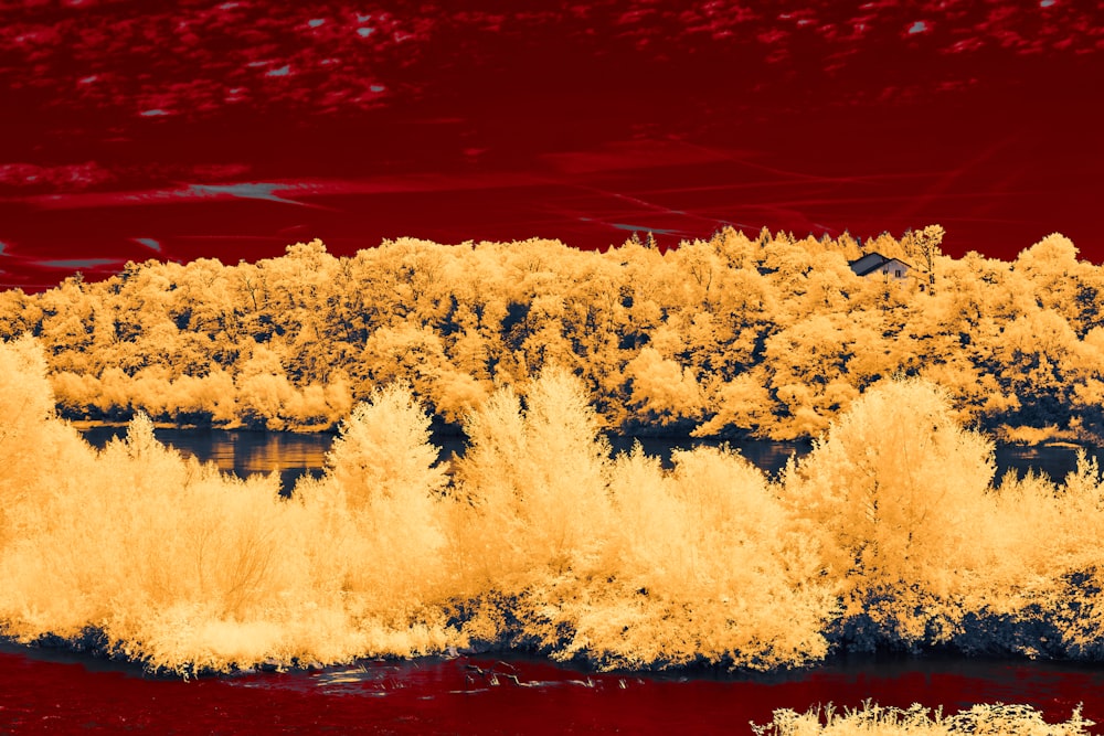 a red and yellow photo of trees and water