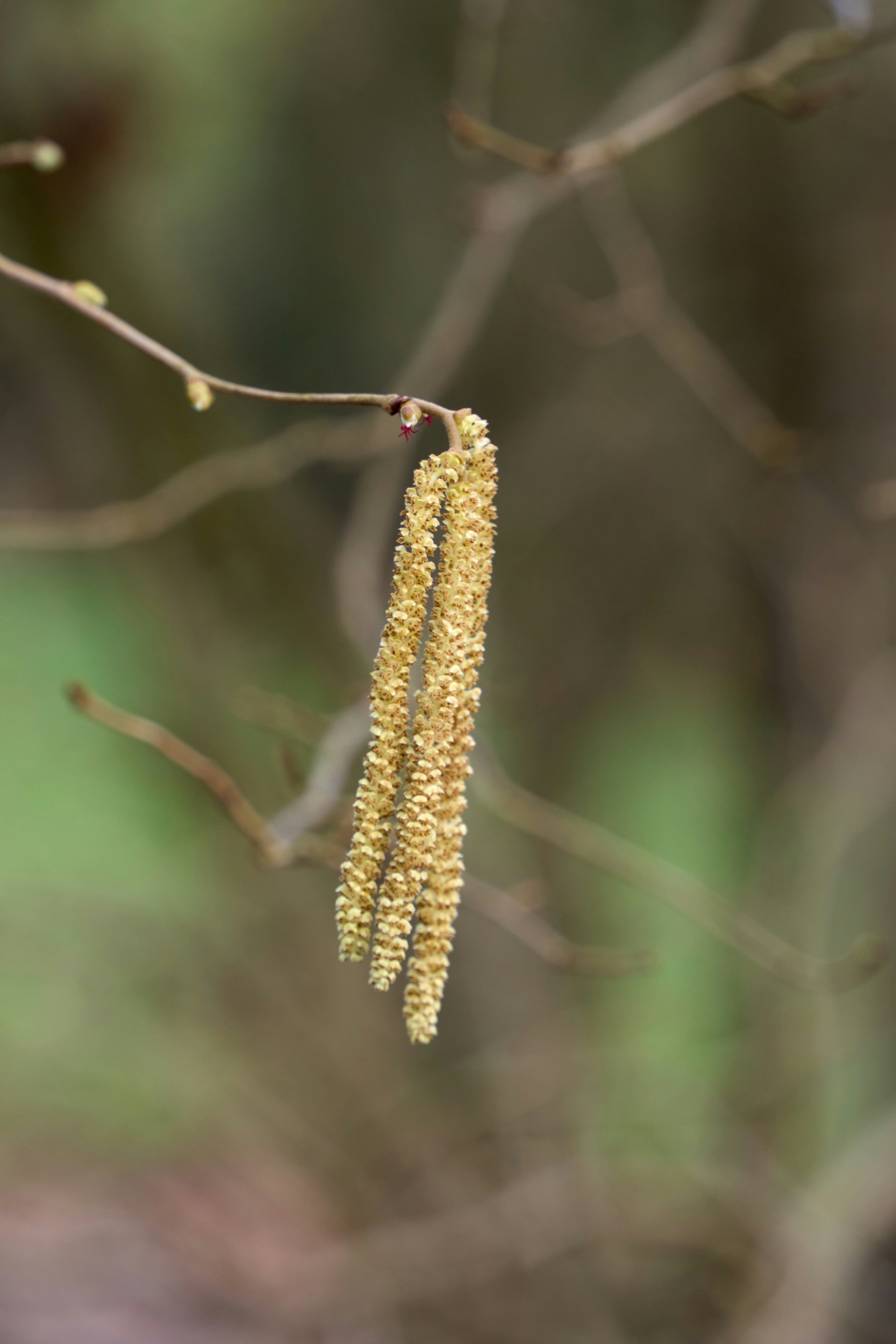 Photo by wolfgang_hasselmann