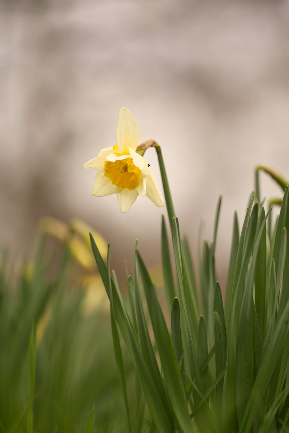 a single yellow and white flower in the grass