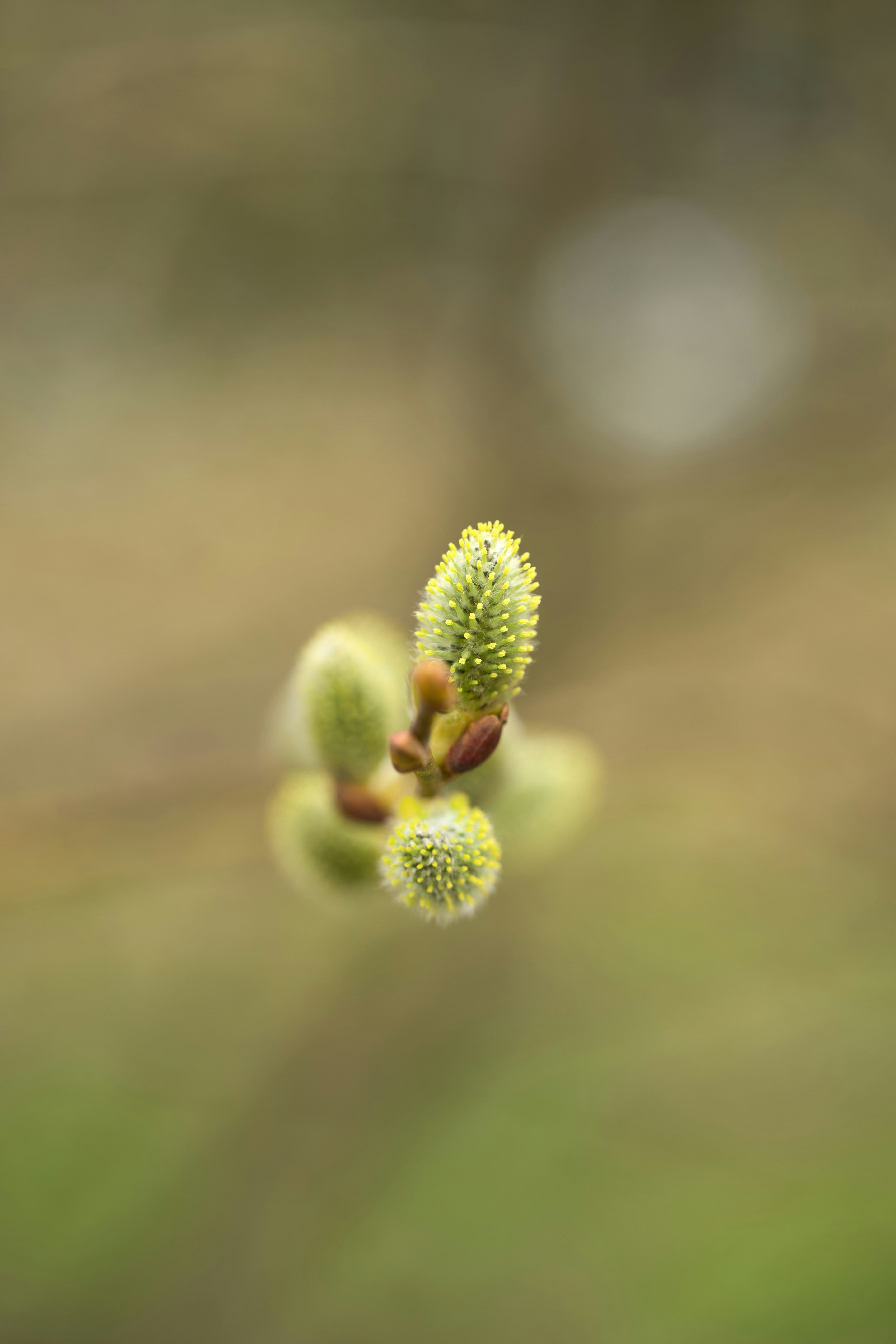 Photo by wolfgang_hasselmann