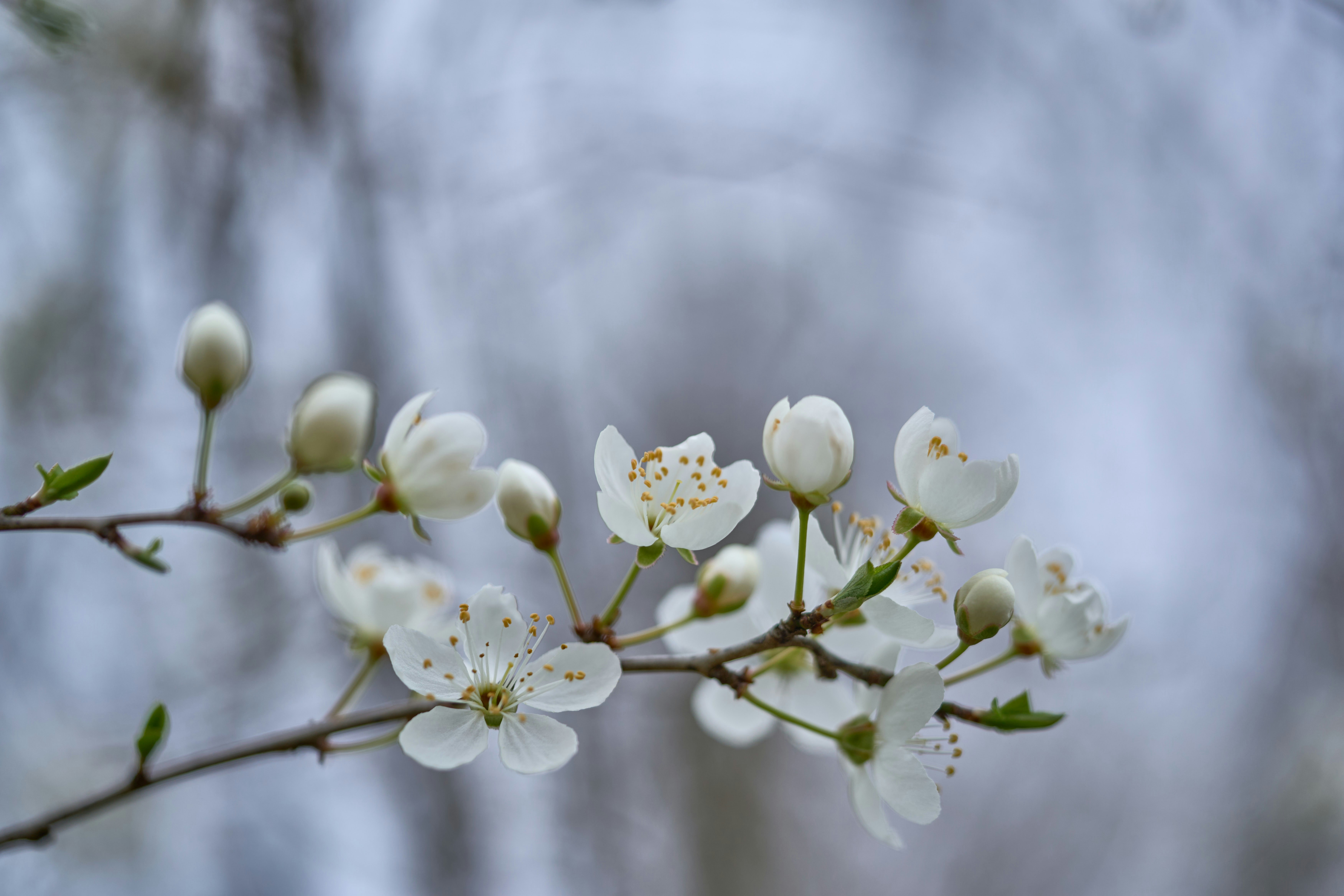 Photo by wolfgang_hasselmann