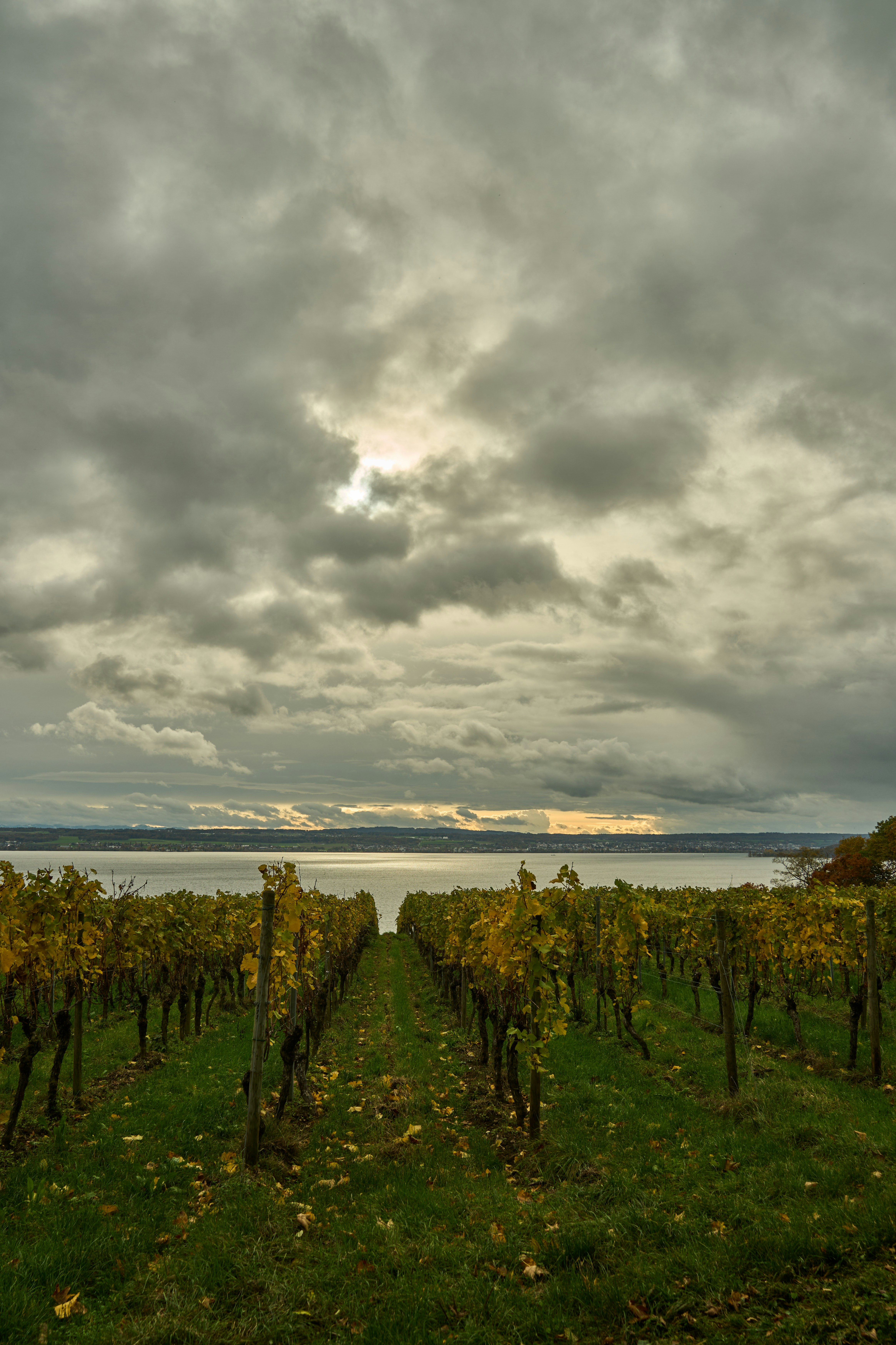 Photo by wolfgang_hasselmann