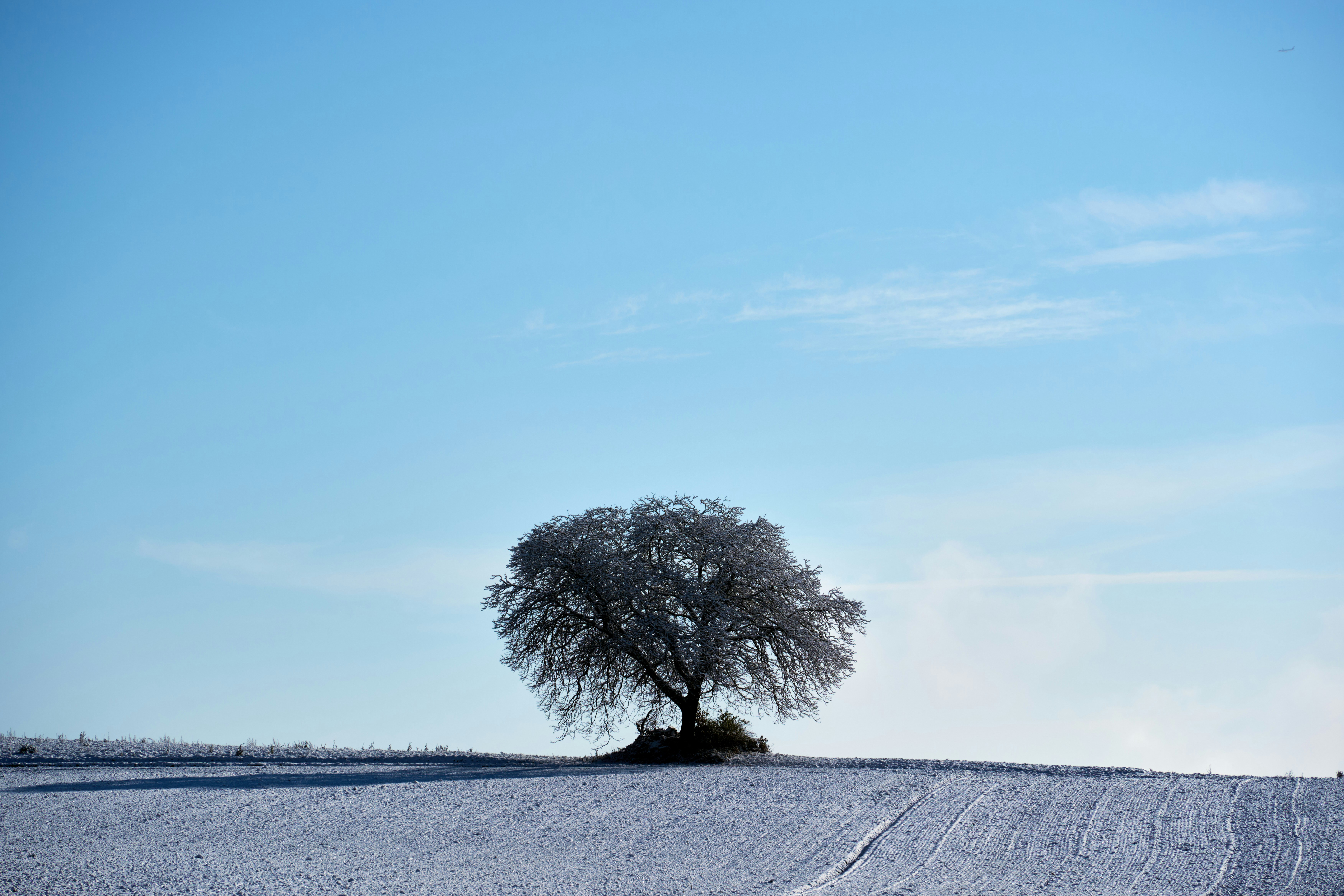 Photo by wolfgang_hasselmann