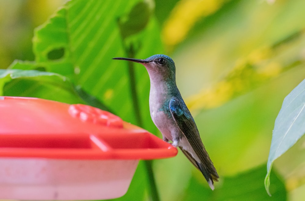 a hummingbird perched on a feeder in a tree