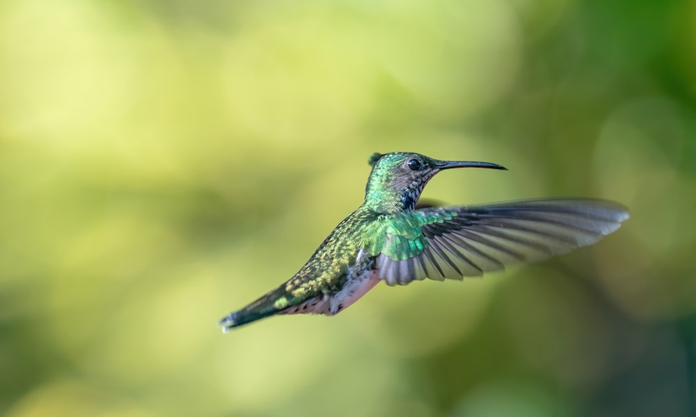 a hummingbird flying through the air with a blurry background