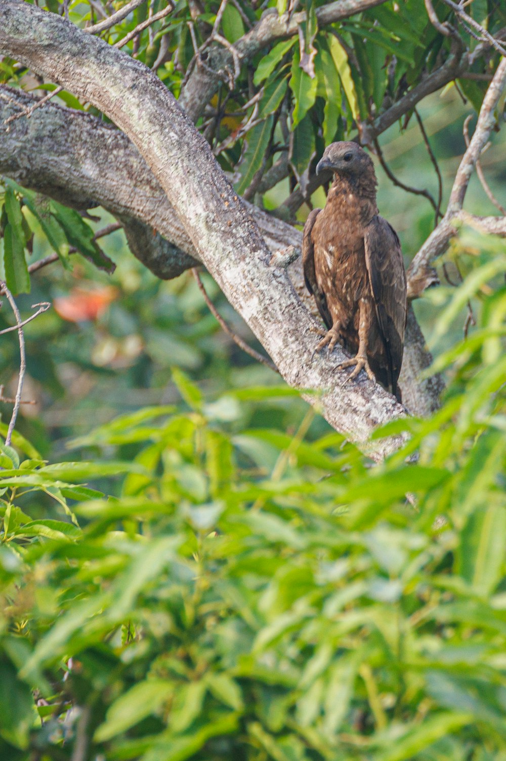 a bird is perched on a tree branch