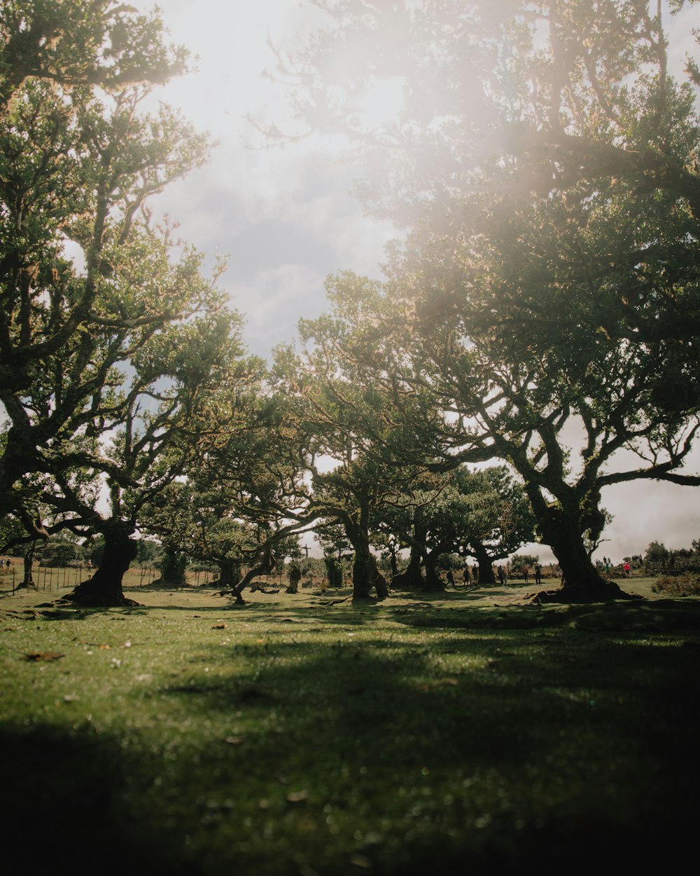 the sun shines through the trees in the park