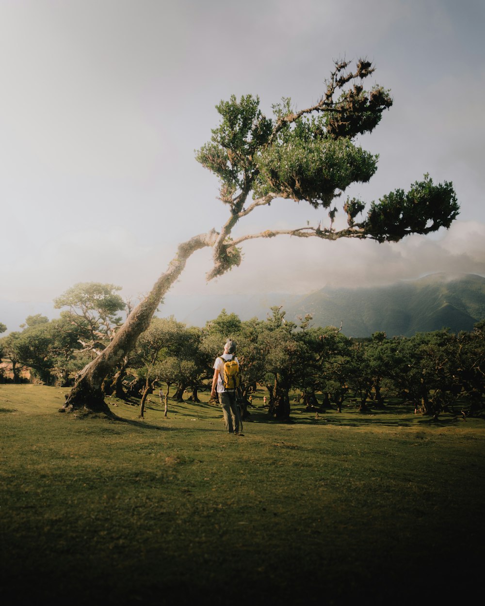 a man standing in a field next to a tree