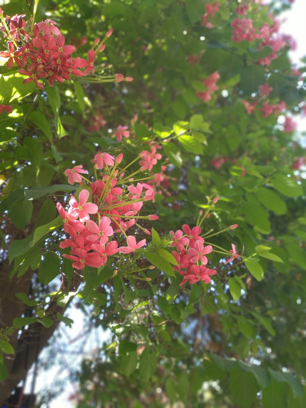 a bunch of pink flowers hanging from a tree