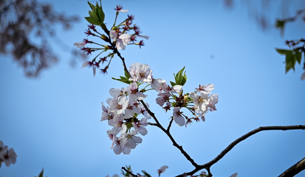 a tree branch with white flowers against a blue sky