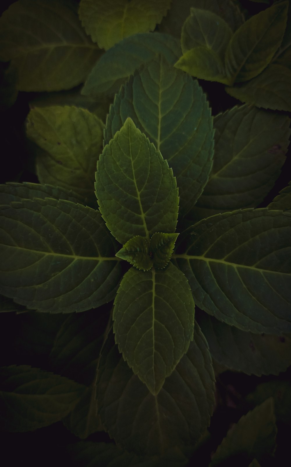 a close up of a green plant with leaves