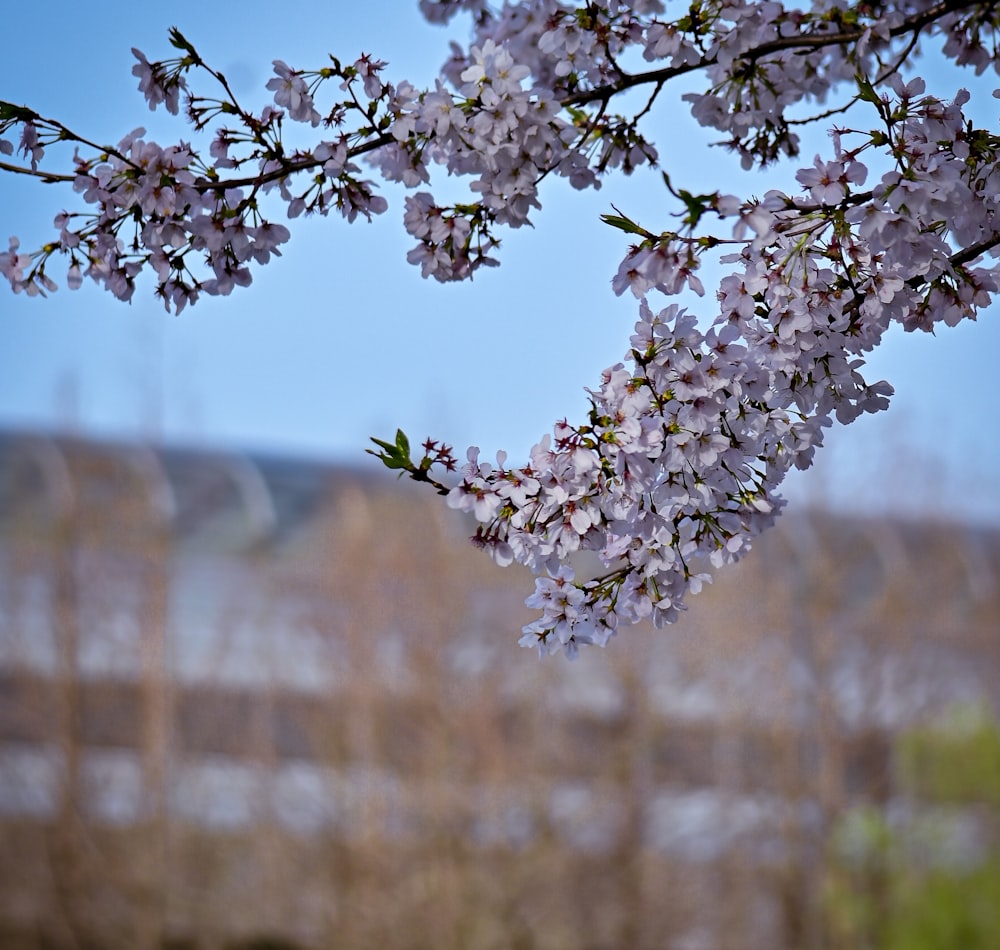 a branch of a cherry blossom tree with a fence in the background
