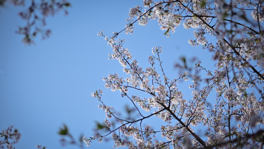 a tree branch with white flowers against a blue sky