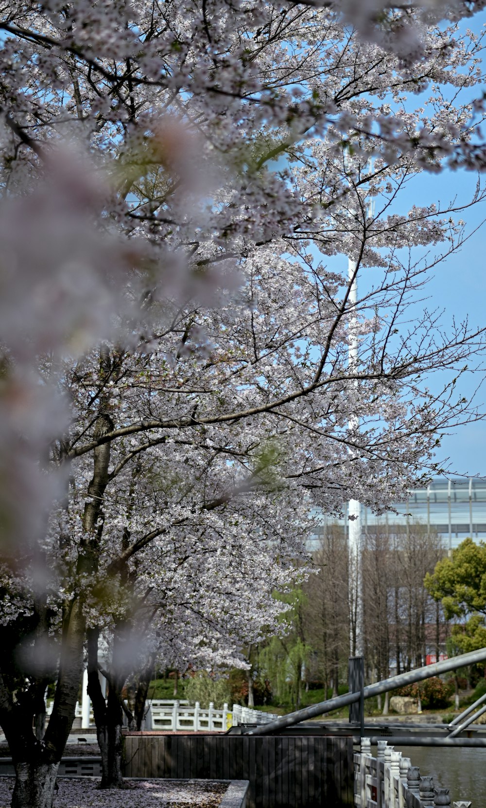 a park with cherry blossom trees and a bridge in the background