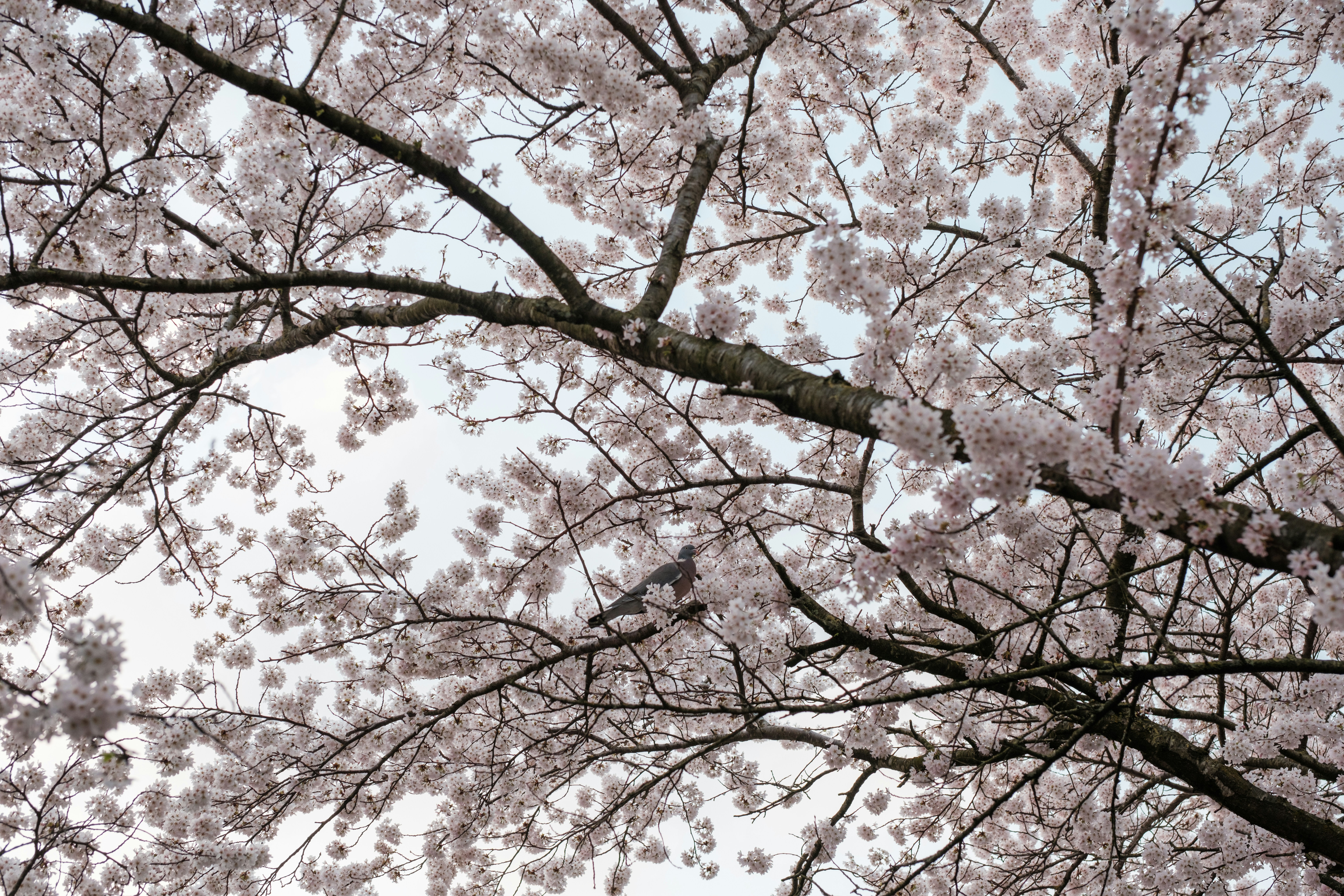 Afbeelding van Almere