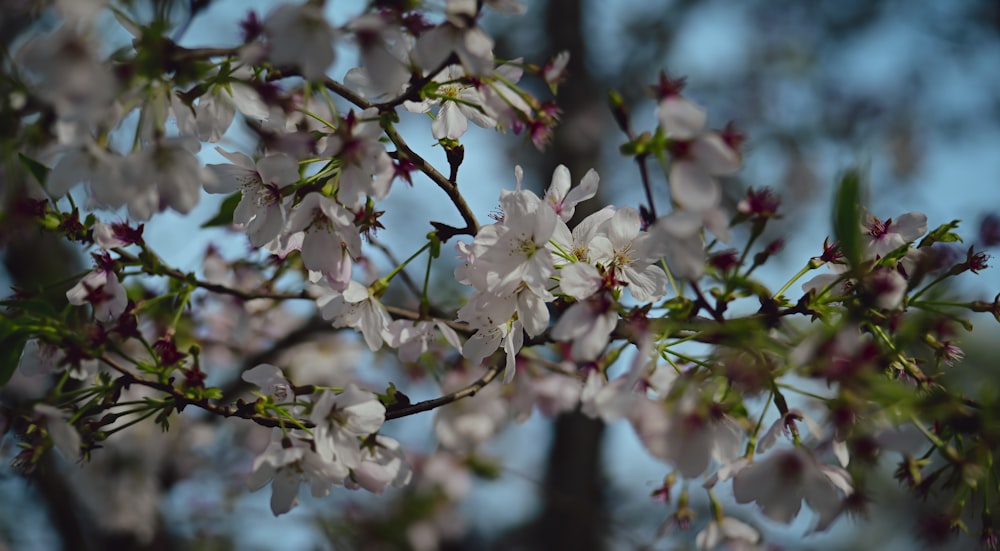 a close up of a tree with white flowers