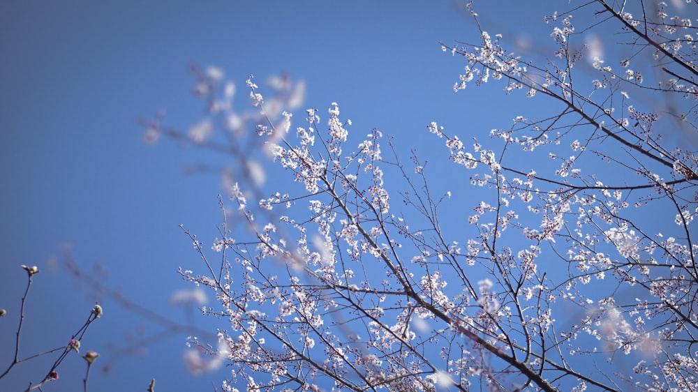 the branches of a tree with white flowers against a blue sky