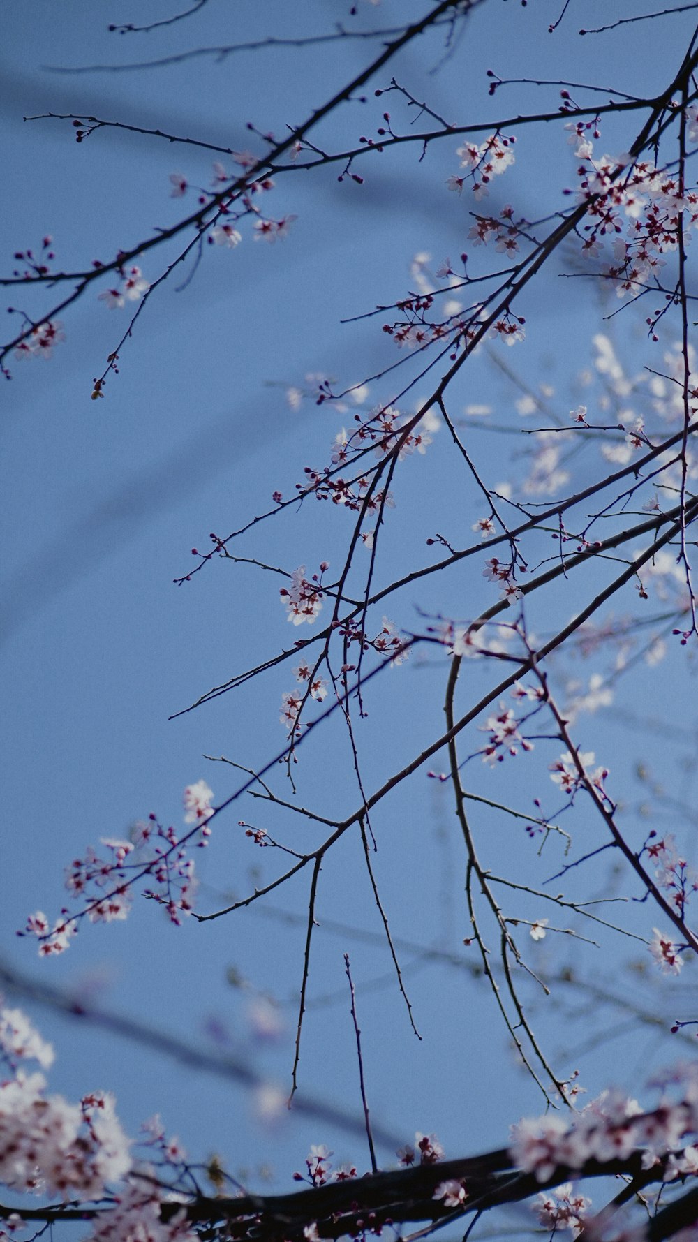 a bird sitting on a branch of a tree