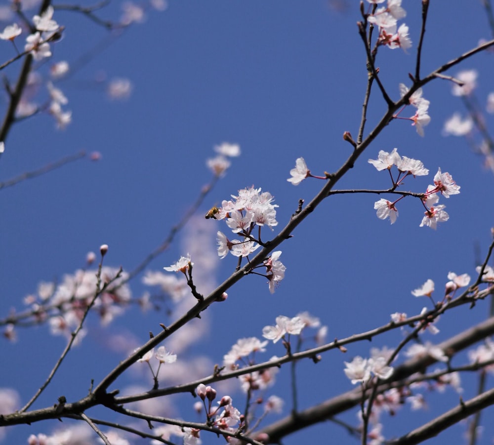 a branch with white flowers against a blue sky