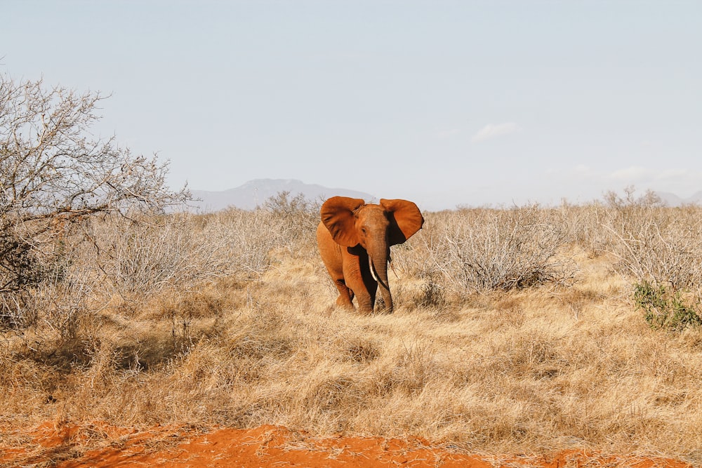 an elephant walking through a dry grass field