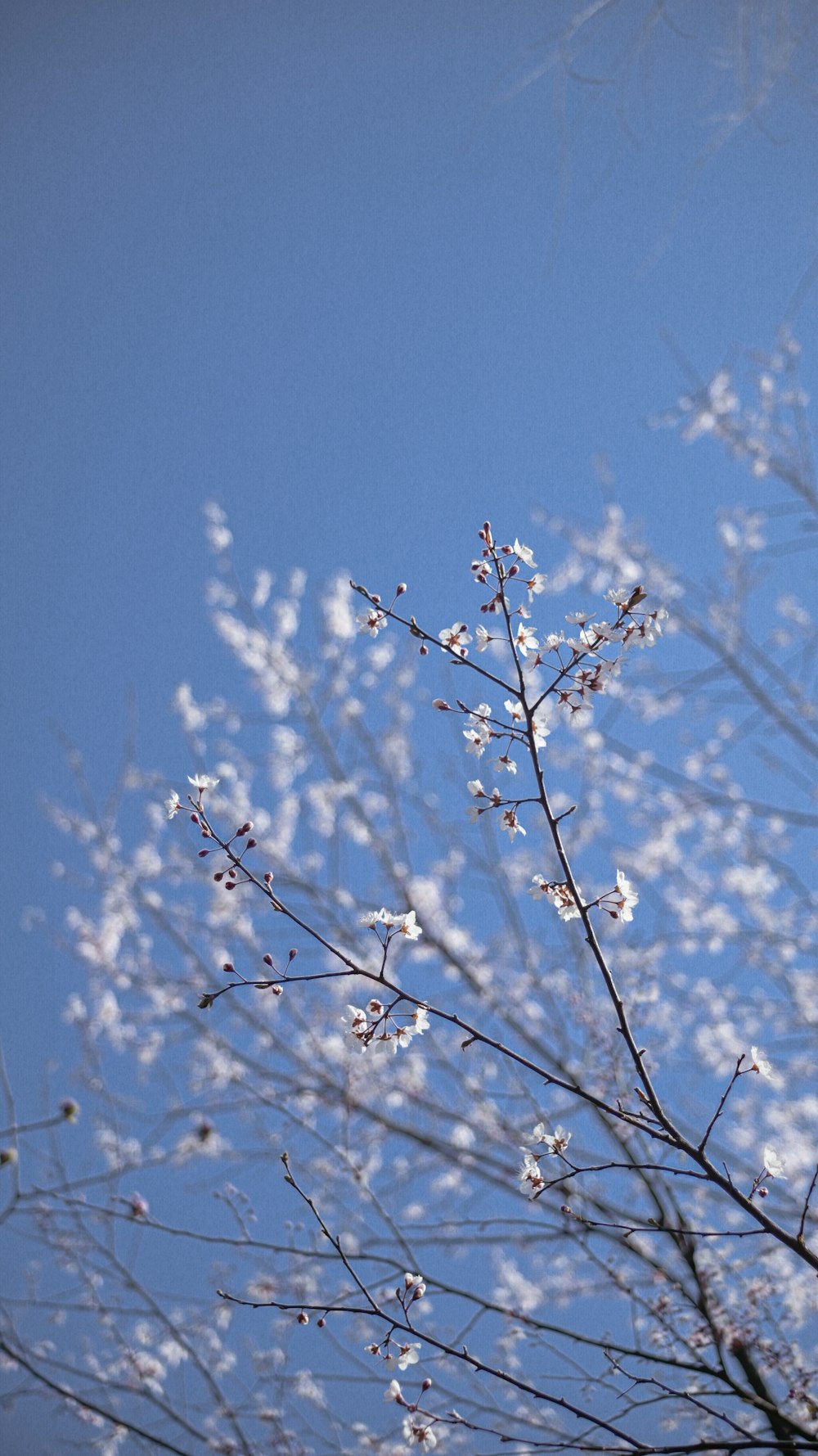 a tree branch with white flowers against a blue sky