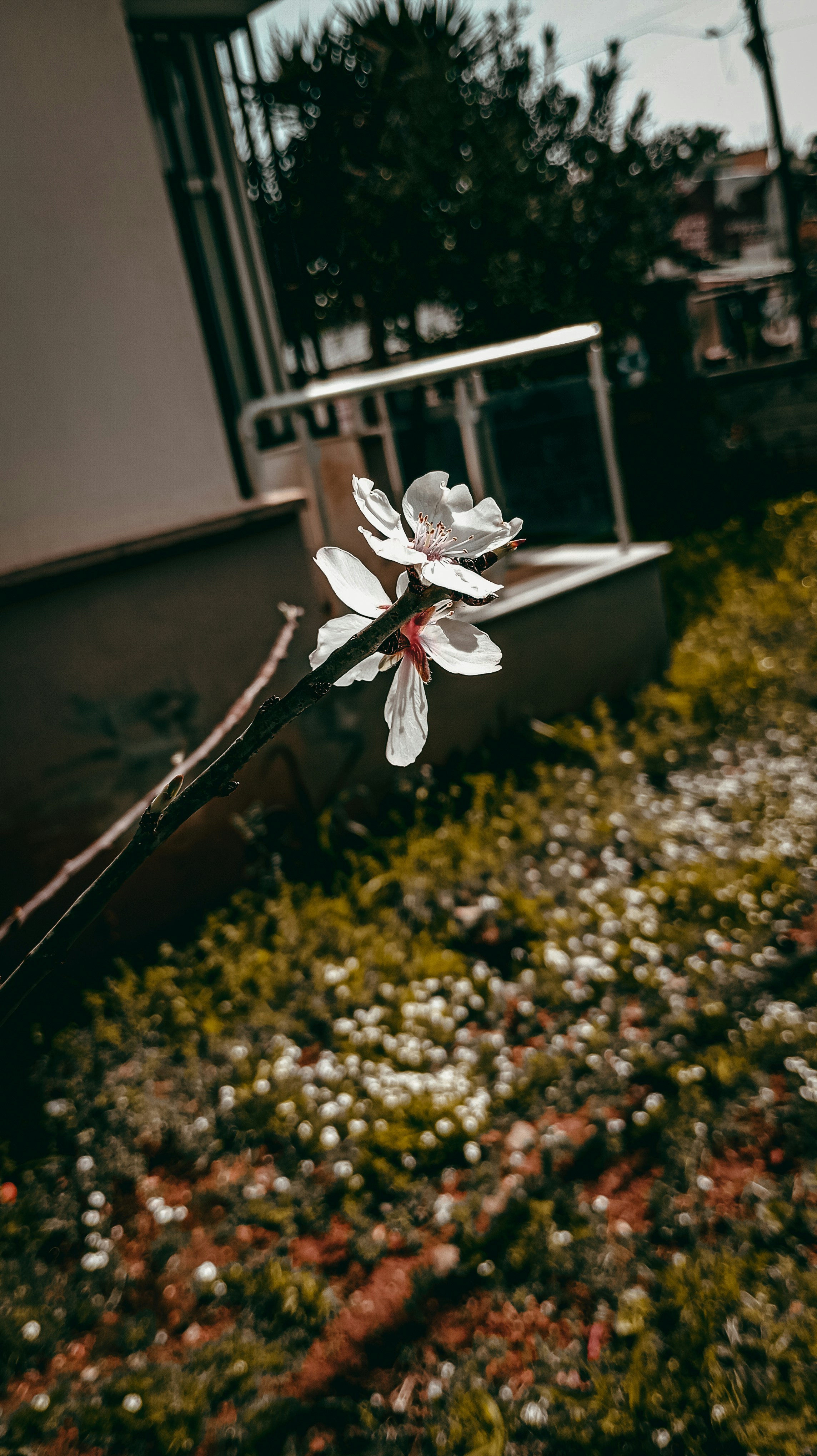 a flower that is sitting in the grass