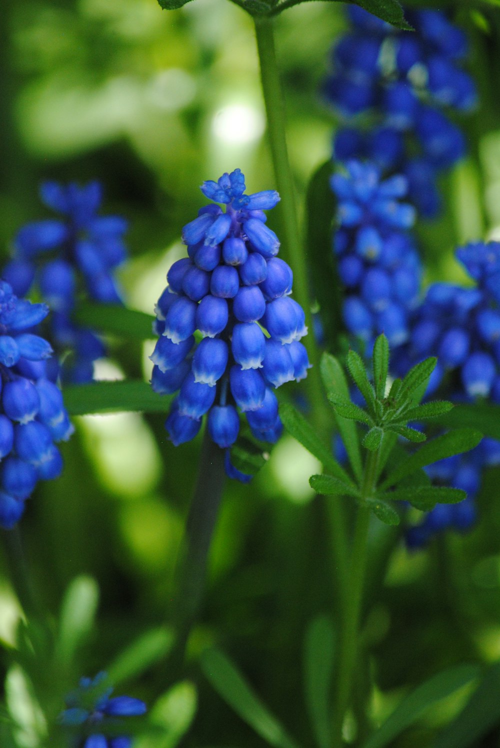 a bunch of blue flowers that are in the grass