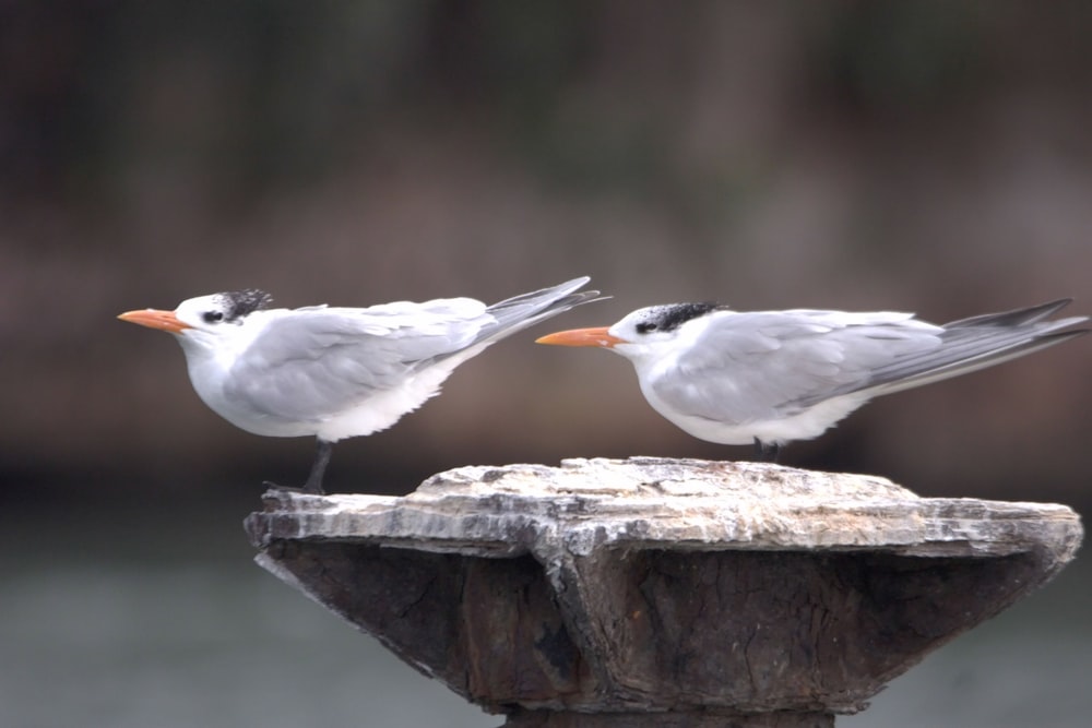 Dos pájaros parados en lo alto de un poste de madera