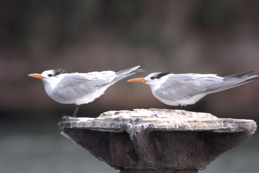 two birds standing on top of a wooden post