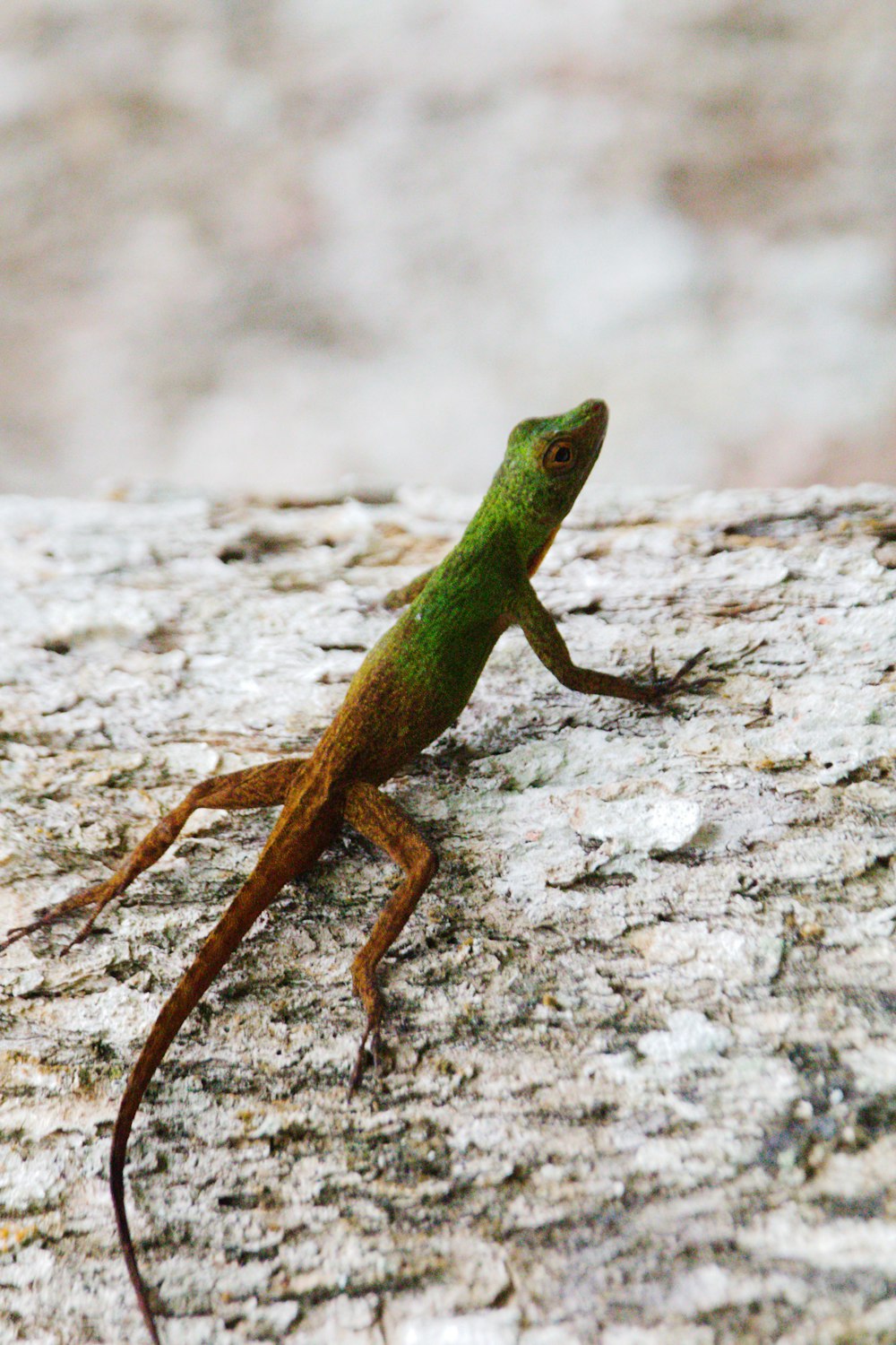 a small lizard is standing on a rock
