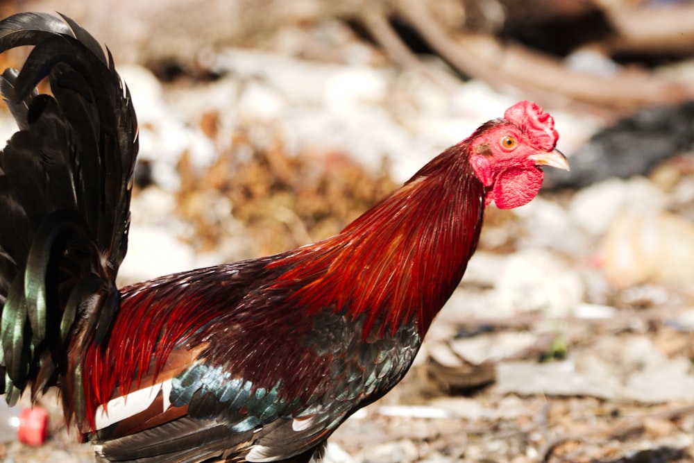 a red and black rooster standing on a rocky ground