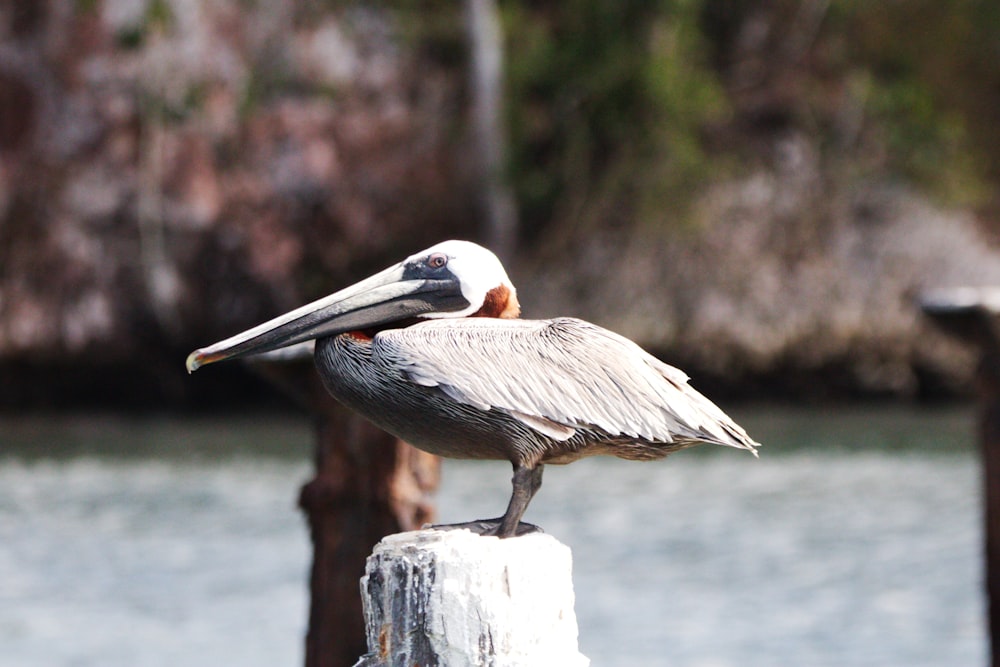 a pelican sitting on top of a post next to a body of water