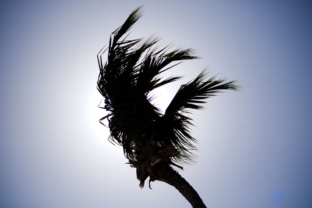 a palm tree blowing in the wind on a sunny day