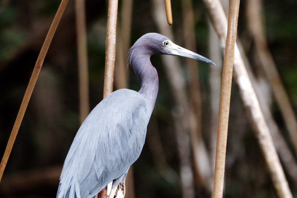 a bird is standing on a tree branch