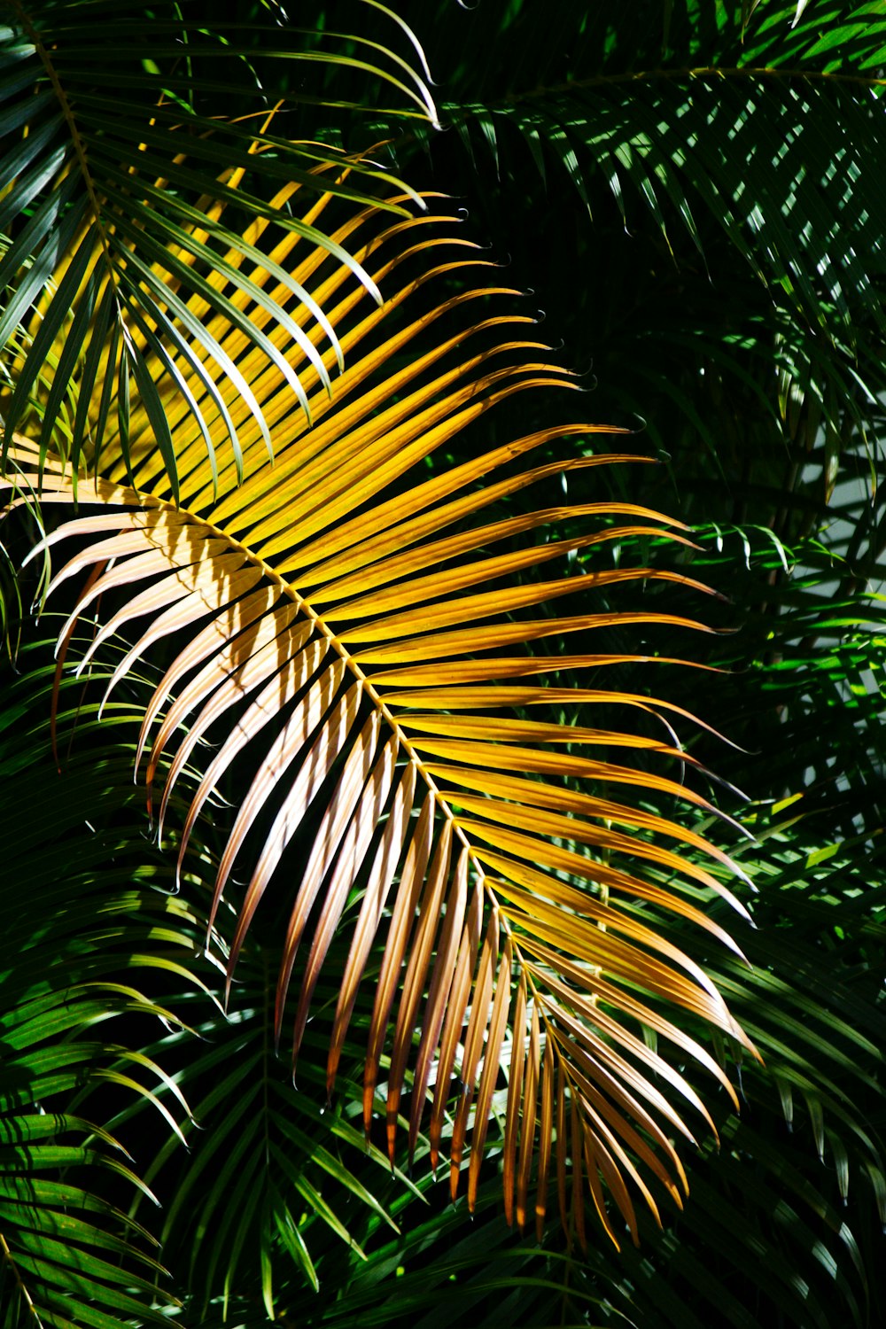 un primo piano di una palma con foglie gialle