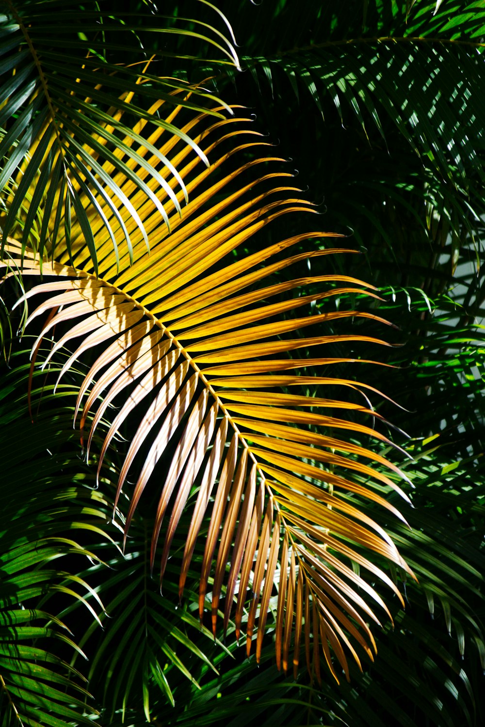 a close up of a palm tree with yellow leaves