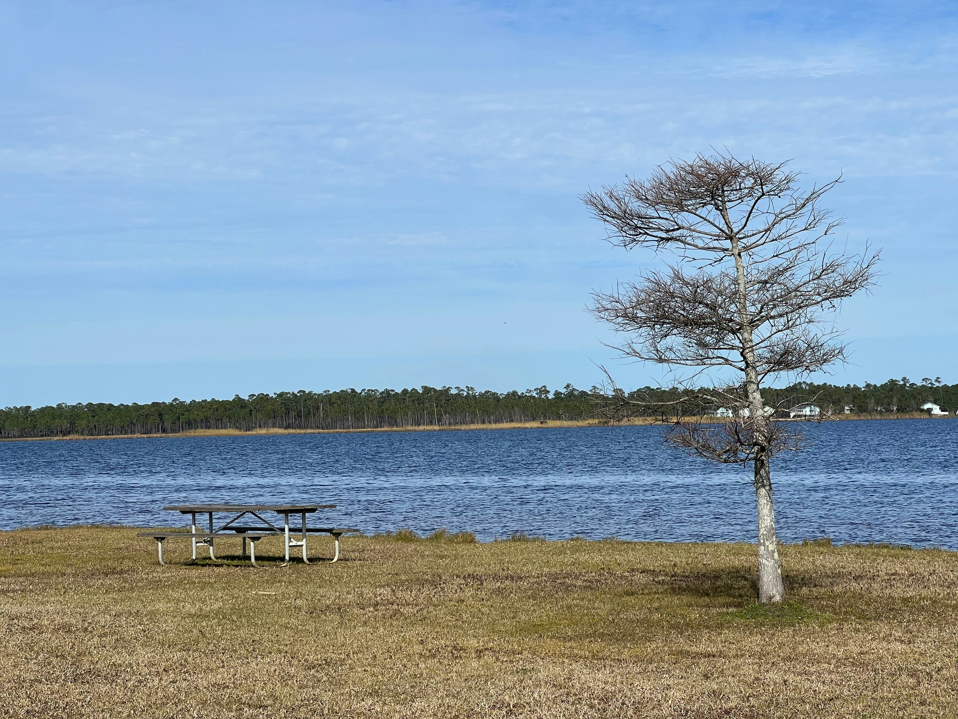 a picnic table next to a lake with a tree in the foreground