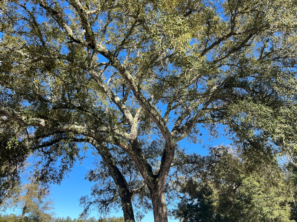 a park bench under a large tree on a sunny day