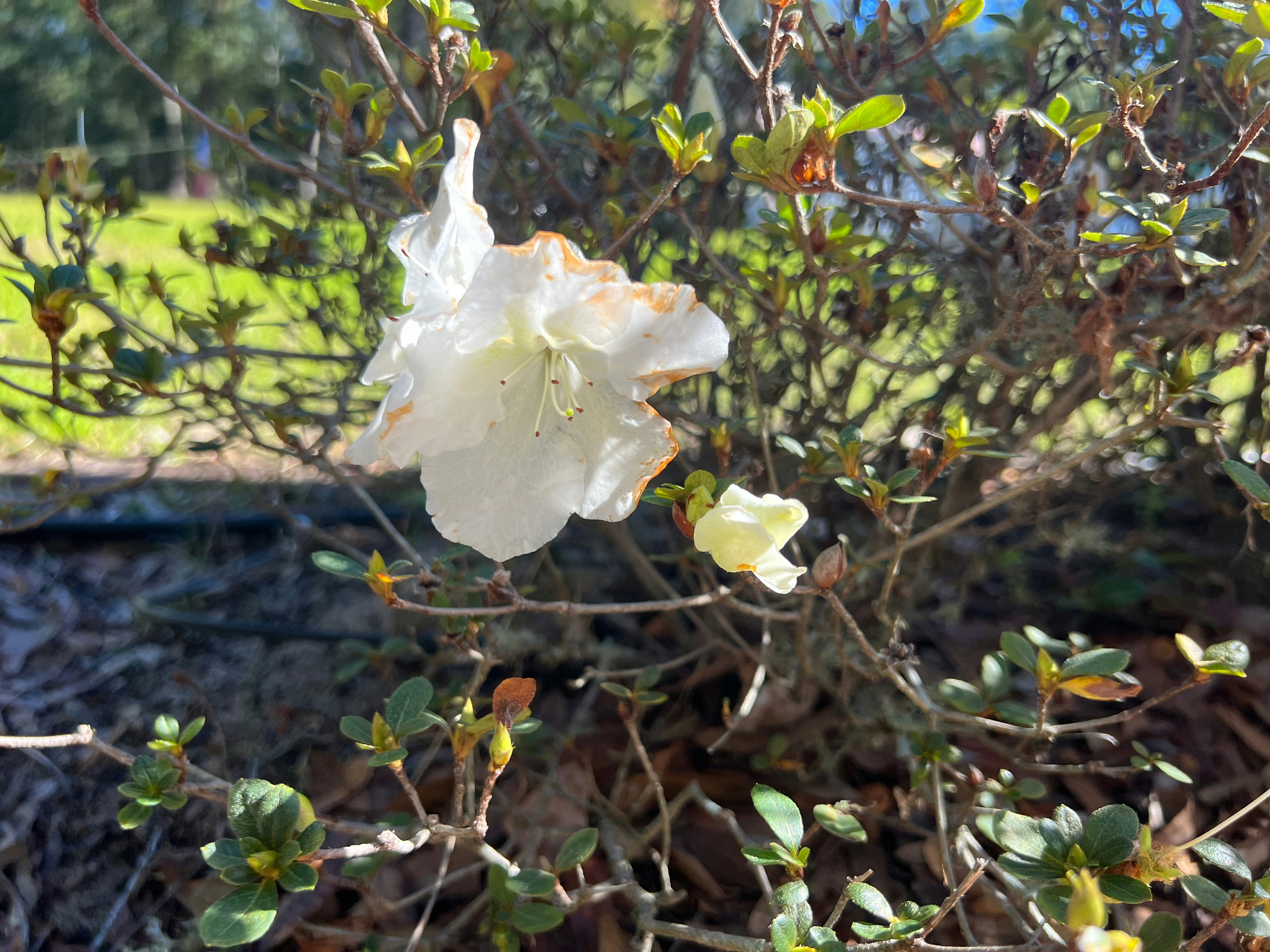 a close up of a white flower on a tree