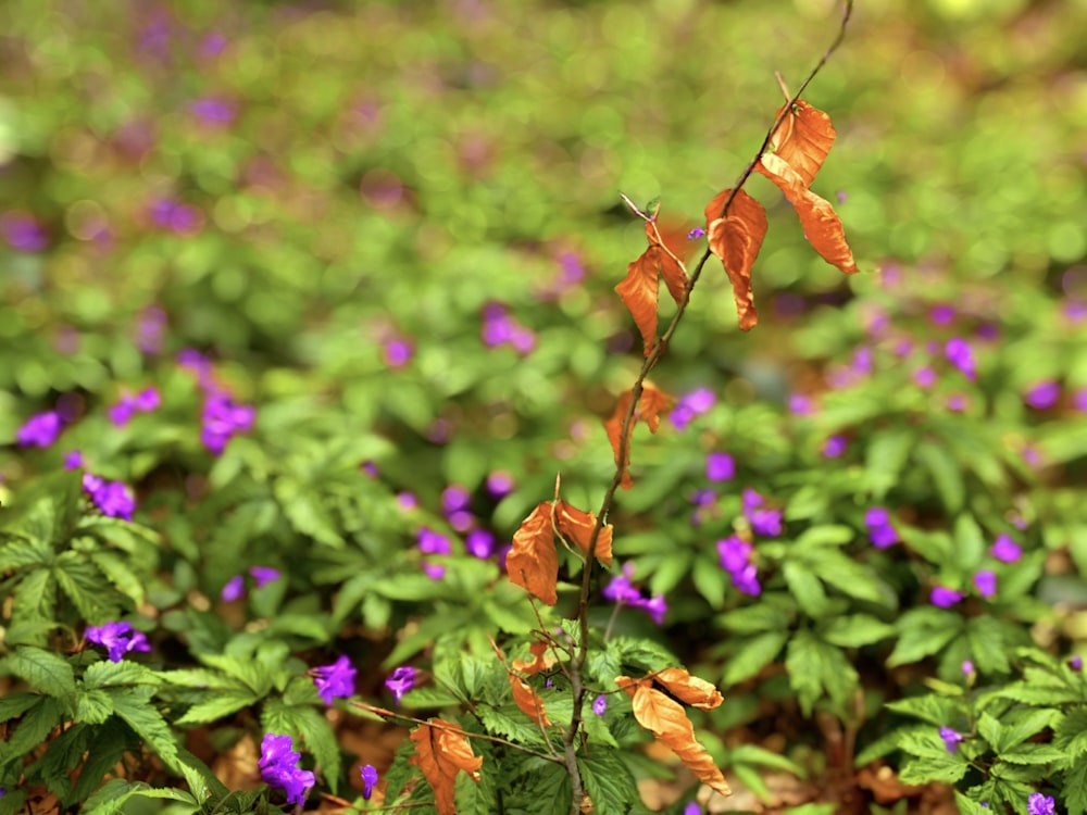 背景に紫色の花を咲かせる植物の接写